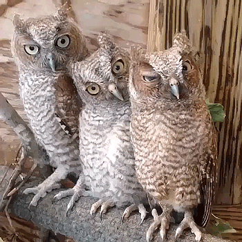 3-owls-watching-each-other-eyes-blinking.gif